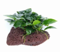 Lavastein Mit Zwergspeerblatt / Anubias Bart. Var. Nana Auf Lavastein -Wfw Wasserflora 289DE 1 5