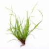 In-Vitro Kriechende Binse / Juncus Repens -Wfw Wasserflora 30009DE 1 2