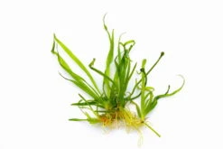 In-Vitro Zwergschwertpflanze / Helanthium Tenellum ´Broad Leaf´ (Echinodorus Tenellus ´Broad Leaf´)