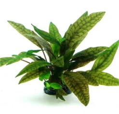 Marmorierter Wasserkelch / Cryptocoryne Purpurea *** Top-Rarität ***