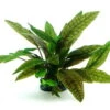 In-Vitro Marmorierter Wasserkelch / Cryptocoryne X Purpurea -Wfw Wasserflora 30019DE 1 2