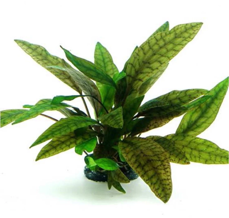 In-Vitro Marmorierter Wasserkelch / Cryptocoryne x purpurea In-Vitro Marmorierter Wasserkelch / Cryptocoryne X Purpurea -Wfw Wasserflora 30019DE 1 2