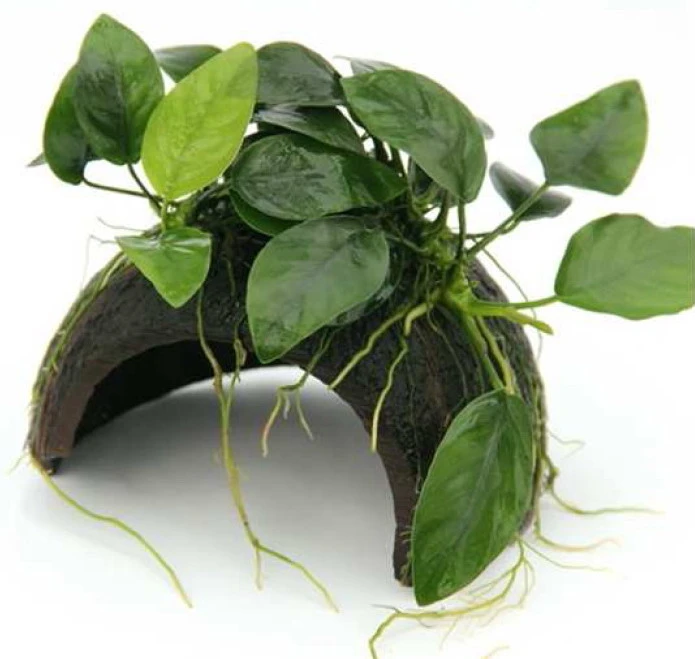 Coco Cave mit Anubias nana / Zwergspeerblatt auf Kokosnuss-Höhle Coco Cave Mit Anubias Nana / Zwergspeerblatt Auf Kokosnuss-Höhle -Wfw Wasserflora 30020DE 1 2