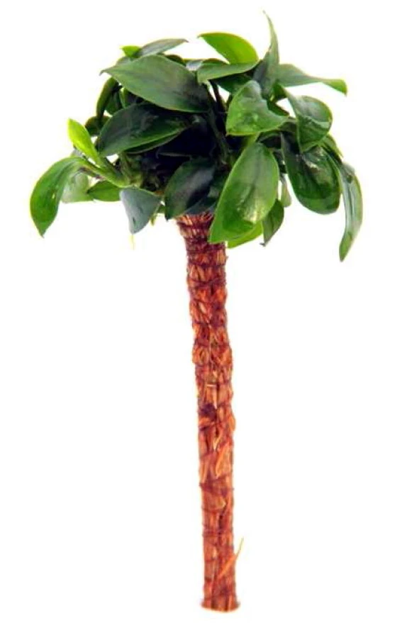Bonsai Palme mit Anubias bonsai / Bonsai-Speerblatt auf Mini-Palme Bonsai Palme Mit Anubias Bonsai / Bonsai-Speerblatt Auf Mini-Palme -Wfw Wasserflora 30028DE 1 2