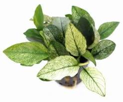 Titelseite -Wfw Wasserflora 30030DE 1 4