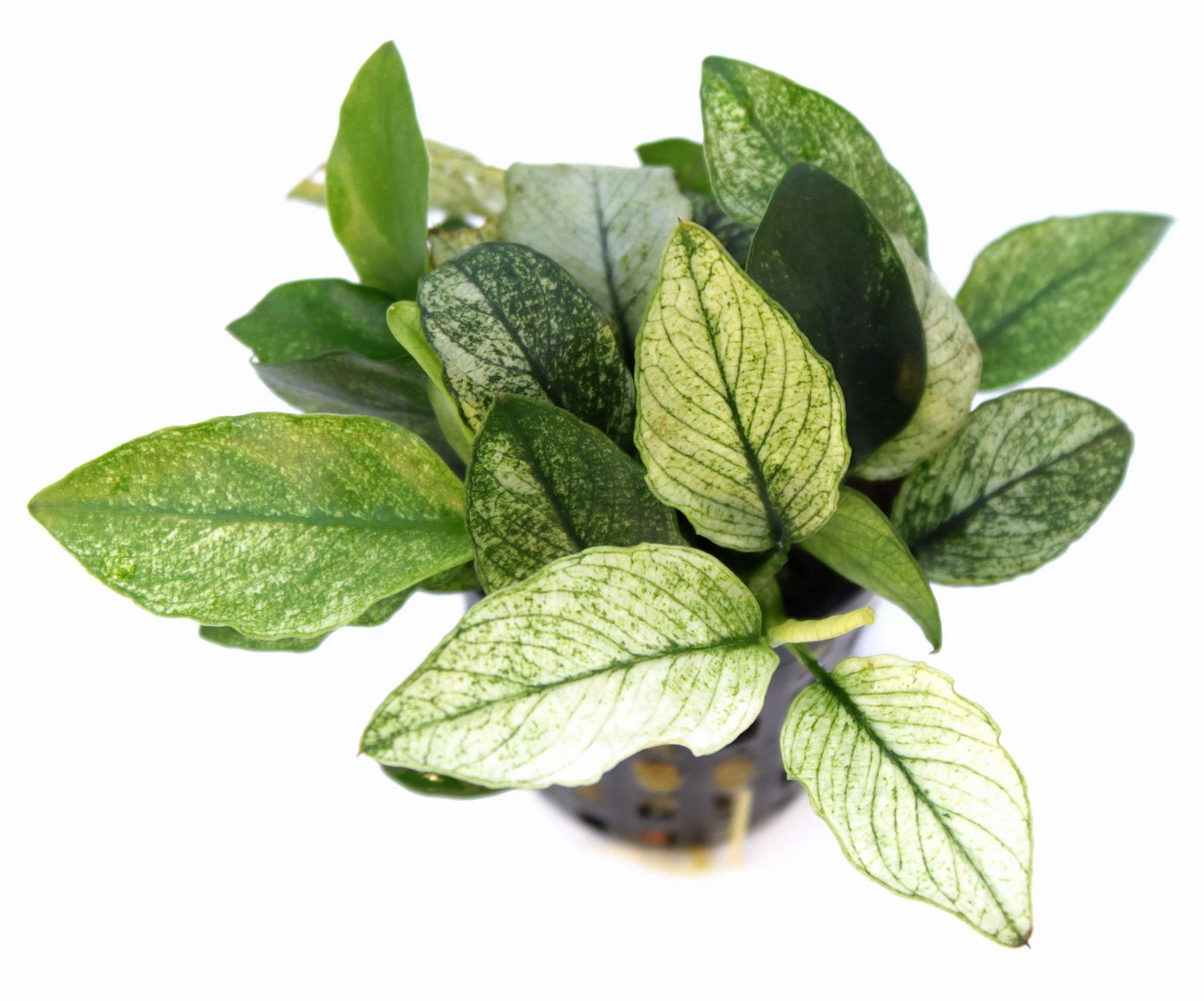 *NEU* Geschecktes Zwergspeerblatt / Anubias nana ´Pinto´ *NEU* Geschecktes Zwergspeerblatt / Anubias Nana ´Pinto´ -Wfw Wasserflora 30030DE 1 4