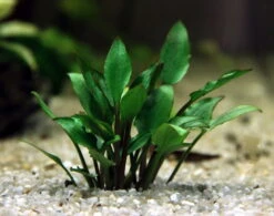 In-Vitro Hobbit's Zwerg-Wasserkelch / Cryptocoryne Lutea ´Hobbit´ -Wfw Wasserflora 30031DE 1 4