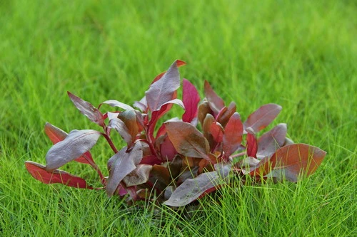 In-Vitro Lilablättriges Papageienblatt / Alternanthera reineckii ´Lila´ In-Vitro Lilablättriges Papageienblatt / Alternanthera Reineckii ´Lila´ -Wfw Wasserflora 30054DE 1 2