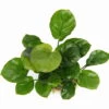 Rundblättrige Anubias / Anubias Barteri Coin Leaf *RARITÄT* -Wfw Wasserflora 30068DE 1 2