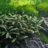 Bucephalandra Spec. Wavy Leaf Im Topf ***RARITÄT*** -Wfw Wasserflora 30070DE 1 2
