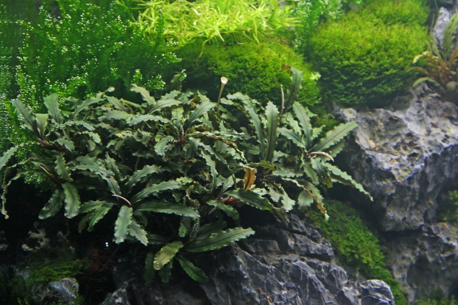 Bucephalandra spec. Wavy Leaf im Topf ***RARITÄT*** Bucephalandra Spec. Wavy Leaf Im Topf ***RARITÄT*** -Wfw Wasserflora 30070DE 1 2