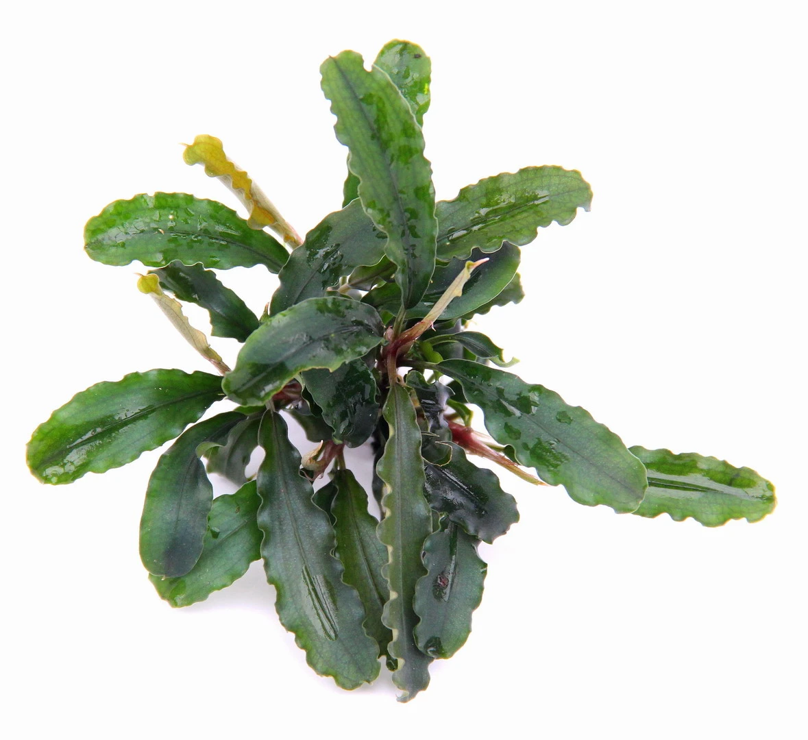 Bucephalandra spec. Wavy Leaf im Topf ***RARITÄT*** Bucephalandra Spec. Wavy Leaf Im Topf ***RARITÄT*** -Wfw Wasserflora 30070DE 1 4