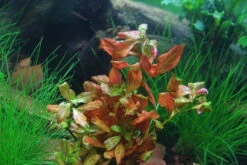 Dunkelorange Ludwigia / Ludwigia Sp. 'Atlantis'