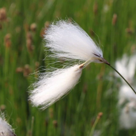 Scheidiges Wollgras, weiß / Eriophorum vaginatum im 9x9 cm Topf Scheidiges Wollgras, Weiß / Eriophorum Vaginatum Im 9x9 Cm Topf -Wfw Wasserflora 300Wo 1