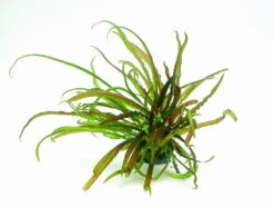 In-Vitro Grasblättrige Wasserkelch / Cryptocoryne Crispatula 3 In-Vitro Grasblättrige Wasserkelch / Cryptocoryne Crispatula -Wfw Wasserflora 30162DE 1 3