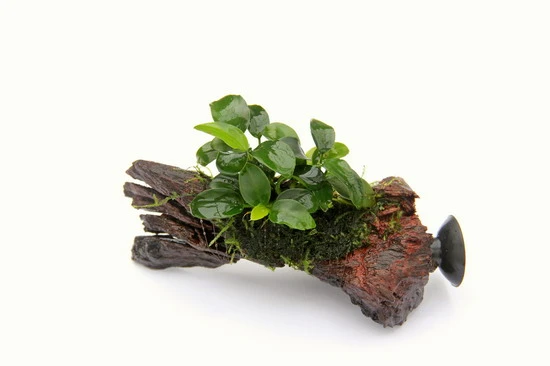 Nanowood+Saugnapf mit Kleinstes Zwergspeerblatt / Anubias 'Petite' oder 'Bonsai' auf Wurzel+Sauger Nanowood+Saugnapf Mit Kleinstes Zwergspeerblatt / Anubias 'Petite' Oder 'Bonsai' Auf Wurzel+Sauger -Wfw Wasserflora 30170DE 1