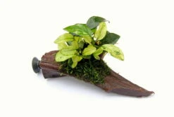 Nanowood+Saugnapf Mit Geschecktes Zwergspeerblatt / Anubias Nana ´Pinto´ Auf Wurzel+Sauger