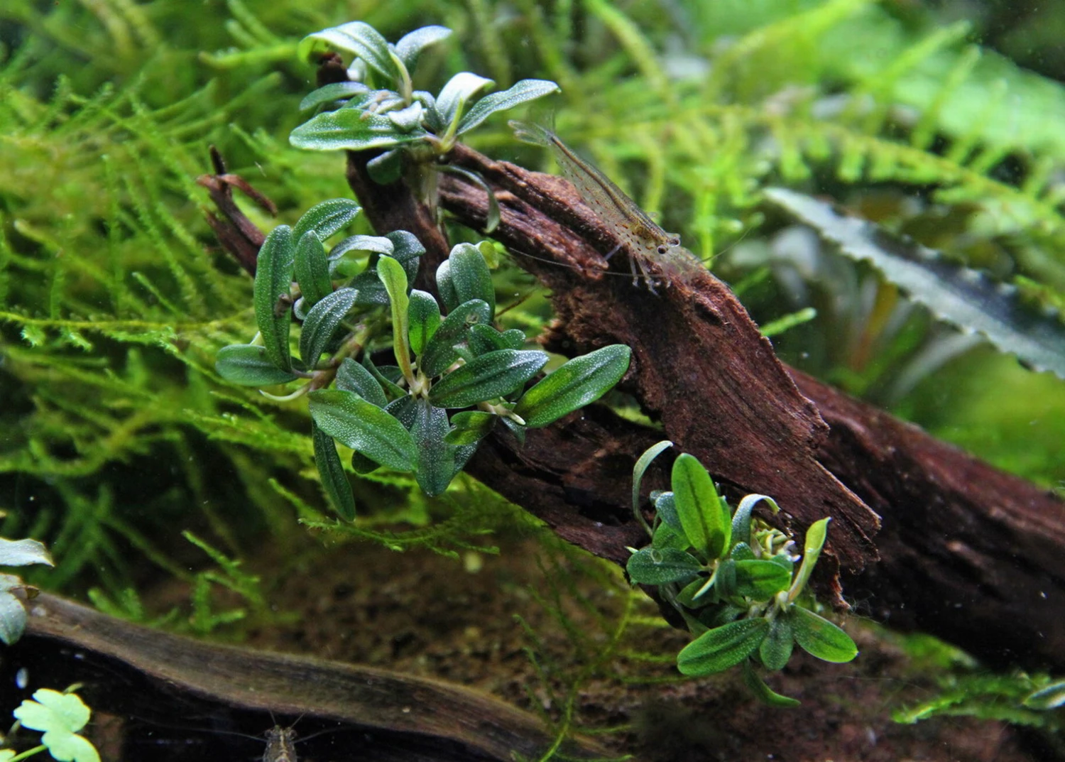 In-Vitro Bucephalandra micrantha "Mini Needle Leaf" *TOP-RARITÄT* von DENNERLE In-Vitro Bucephalandra Micrantha "Mini Needle Leaf" *TOP-RARITÄT* Von DENNERLE -Wfw Wasserflora 30267DE 1 2