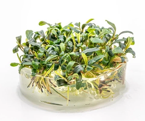 In-Vitro Bucephalandra micrantha "Mini Needle Leaf" *TOP-RARITÄT* von DENNERLE In-Vitro Bucephalandra Micrantha "Mini Needle Leaf" *TOP-RARITÄT* Von DENNERLE -Wfw Wasserflora 30267DE 1 4