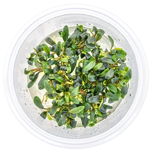 In-Vitro Bucephalandra micrantha "Mini Needle Leaf" *TOP-RARITÄT* von DENNERLE In-Vitro Bucephalandra Micrantha "Mini Needle Leaf" *TOP-RARITÄT* Von DENNERLE -Wfw Wasserflora 30267DE 1 6