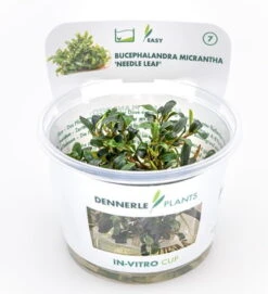 In-Vitro Bucephalandra Micrantha "Mini Needle Leaf" *TOP-RARITÄT* Von DENNERLE 5 In-Vitro Bucephalandra Micrantha "Mini Needle Leaf" *TOP-RARITÄT* Von DENNERLE -Wfw Wasserflora 30267DE 1 8