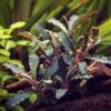 Bucephalandra Spec. Red Scorpio Im Topf ***RARITÄT*** -Wfw Wasserflora 30511DE 1 2