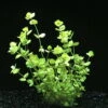 XL In-Vitro Großes Perlenkraut / Micranthemum Umbrosum 1 XL In-Vitro Großes Perlenkraut / Micranthemum Umbrosum -Wfw Wasserflora 320DZ 1 2