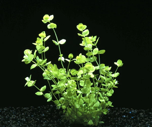 XL In-Vitro Großes Perlenkraut / Micranthemum umbrosum XL In-Vitro Großes Perlenkraut / Micranthemum Umbrosum -Wfw Wasserflora 320DZ 1 2
