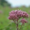 Roter Wasserhanf - Purpurroter Wasserdost / Eupatorium Purpureum Im 9x9 Cm Topf 2 Roter Wasserhanf - Purpurroter Wasserdost / Eupatorium Purpureum Im 9x9 Cm Topf -Wfw Wasserflora 320Wo 1 1
