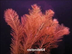 XL In-Vitro Rotes Tausendblatt / Myriophyllum Mattogrossense