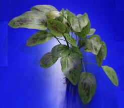 MUTTERPFLANZE Fancy Twist Schwertpflanze / Echinodorus 'Fancy Twist'