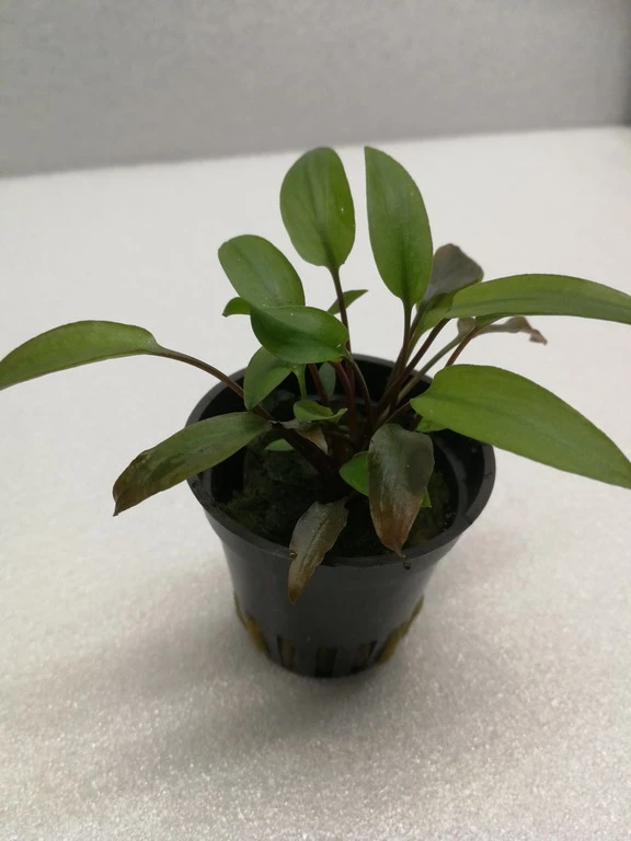 Grünblättriger Wasserkelch / Cryptocoryne 'Viridifolia' Grünblättriger Wasserkelch / Cryptocoryne 'Viridifolia' -Wfw Wasserflora 326wf 1 1