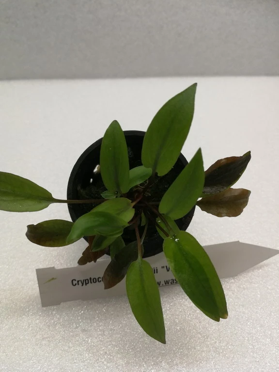 Grünblättriger Wasserkelch / Cryptocoryne 'Viridifolia' Grünblättriger Wasserkelch / Cryptocoryne 'Viridifolia' -Wfw Wasserflora 326wf 1 2