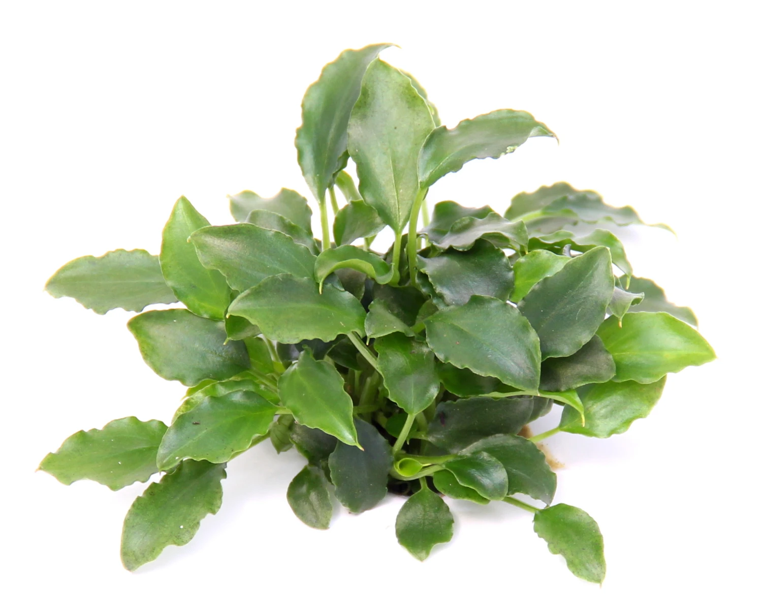 Schismatoglottis prietori im Topf Schismatoglottis Prietori Im Topf -Wfw Wasserflora 328wf 1 1