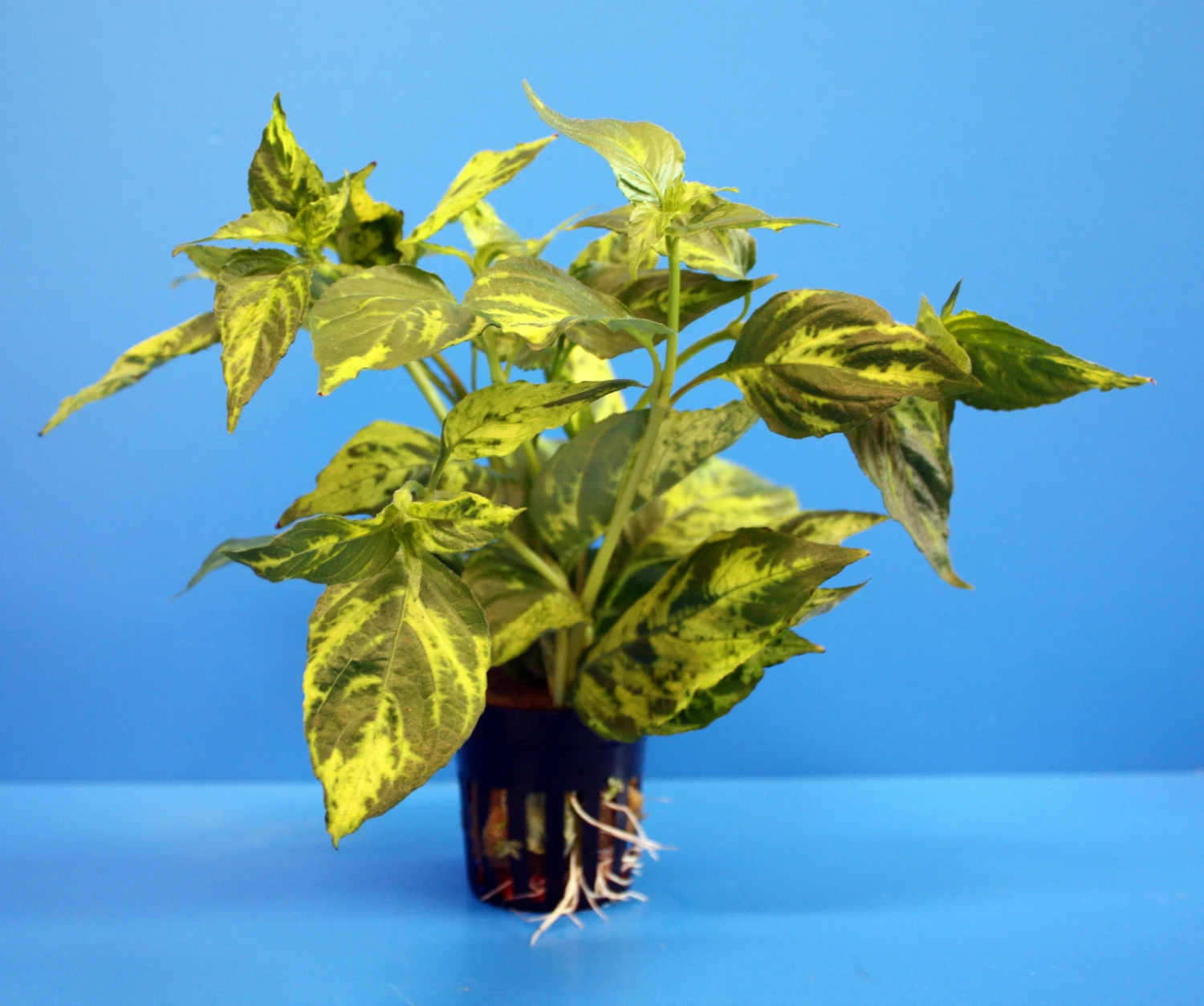 Nomaphila variegata / WEISS-GRÜN marmorierter Wasserfreund Nomaphila Variegata / WEISS-GRÜN Marmorierter Wasserfreund -Wfw Wasserflora 329wf 1 2