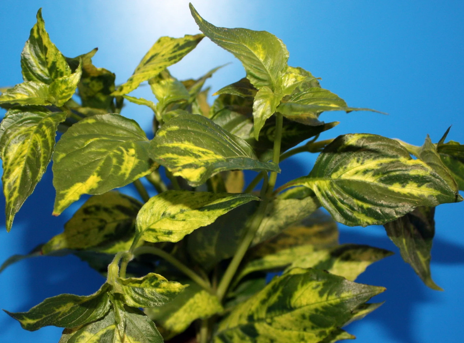 Nomaphila variegata / WEISS-GRÜN marmorierter Wasserfreund Nomaphila Variegata / WEISS-GRÜN Marmorierter Wasserfreund -Wfw Wasserflora 329wf 1 4