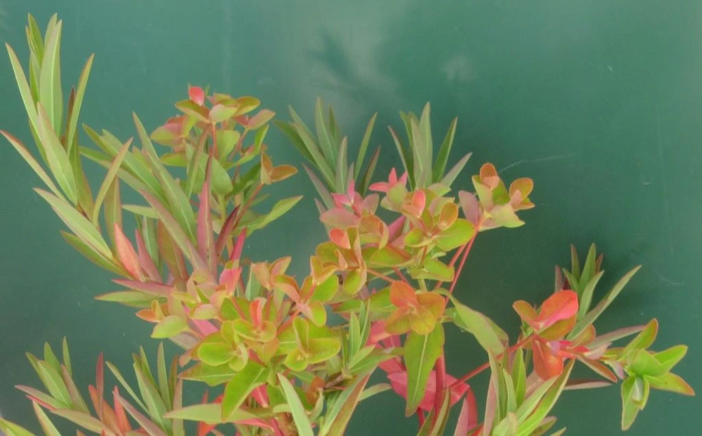 Sumpfwolfsmilch, gelb / Euphorbia palustris im 9x9 cm Topf Sumpfwolfsmilch, Gelb / Euphorbia Palustris Im 9x9 Cm Topf -Wfw Wasserflora 330Wo 1 1