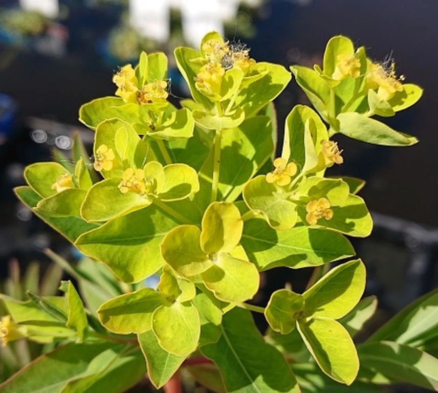 Sumpfwolfsmilch, gelb / Euphorbia palustris im 9x9 cm Topf Sumpfwolfsmilch, Gelb / Euphorbia Palustris Im 9x9 Cm Topf -Wfw Wasserflora 330Wo 1 2