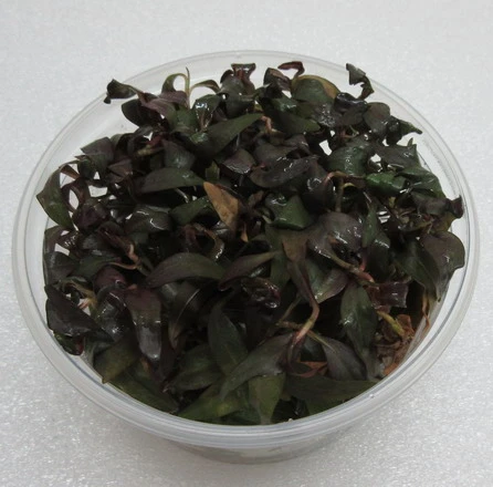 XL In-Vitro Dunkelroter Wasserknöterich / Persicaria sp. 'Sao Paulo' XL In-Vitro Dunkelroter Wasserknöterich / Persicaria Sp. 'Sao Paulo' -Wfw Wasserflora 331DZ 1