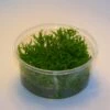 XL In-Vitro Kleiner Stern 'Daonoi' - Sternkraut / Pogostemon Helferi 1 XL In-Vitro Kleiner Stern 'Daonoi' - Sternkraut / Pogostemon Helferi -Wfw Wasserflora 333DZ 1 2 1