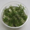 XL In-Vitro Pogostemon Yatabeanus (Eusteralis Yatabeana) -Wfw Wasserflora 336DZ 1 1
