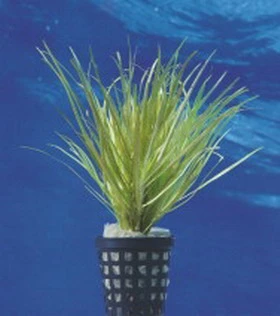 Japanisches oder Kleines Fadenkraut / Blyxa Japonica im Topf Japanisches Oder Kleines Fadenkraut / Blyxa Japonica Im Topf -Wfw Wasserflora 342DE 1