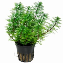 Mato-Grosso-Tausendblatt / Myriophyllum Mattogrossense -Wfw Wasserflora 37 T 1 2