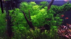 Mato-Grosso-Tausendblatt / Myriophyllum Mattogrossense -Wfw Wasserflora 37 T 1 4