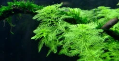 Mato-Grosso-Tausendblatt / Myriophyllum Mattogrossense -Wfw Wasserflora 37 T 1 6
