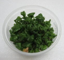 XL In-Vitro Wassermeerrettich / Rorippa Aquatica