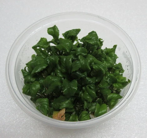 XL In-Vitro Wassermeerrettich / Rorippa aquatica XL In-Vitro Wassermeerrettich / Rorippa Aquatica -Wfw Wasserflora 380DZ 1