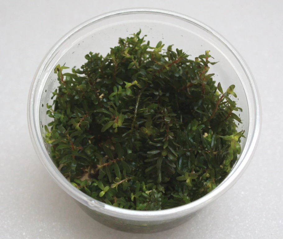 XL In-Vitro Rotala sp. "H'Ra" XL In-Vitro Rotala Sp. "H'Ra" -Wfw Wasserflora 395DZ 1 1