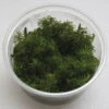 XL In-Vitro Rotala Sp. Round Leaf -Wfw Wasserflora 397DZ 1 1
