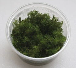 XL In-Vitro Rotala Sp. Round Leaf